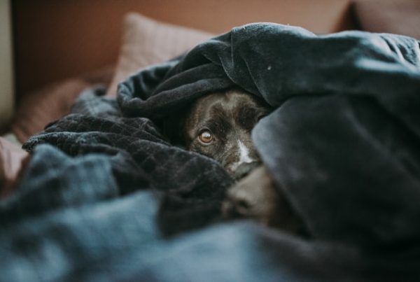 dog behaviour - anxious dog hiding in blanket