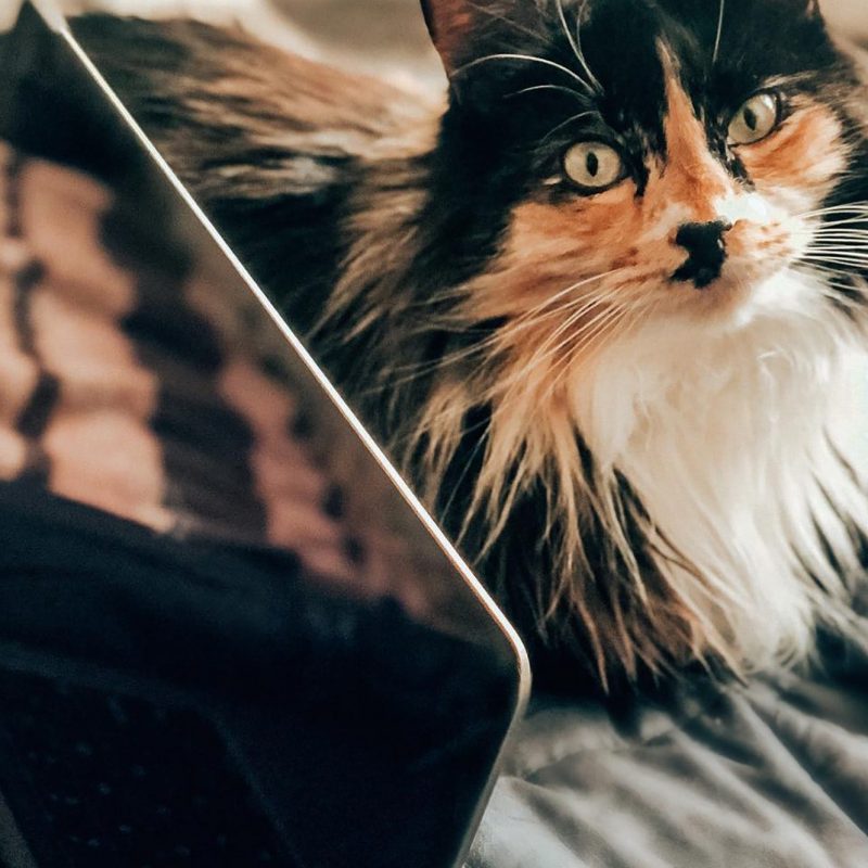 veterinary proofreading