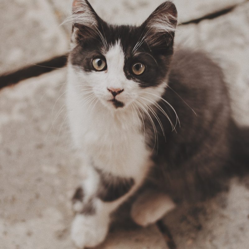 Kitten posing for our scientific pet writers