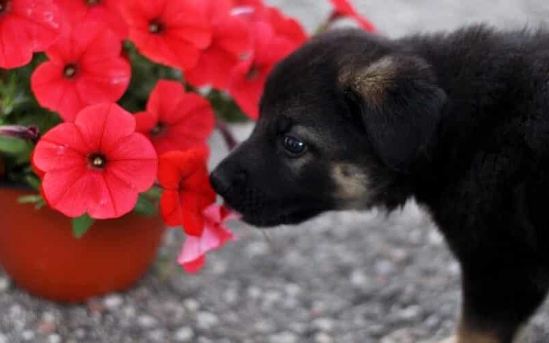 Puppy nibbles on red petunia plants