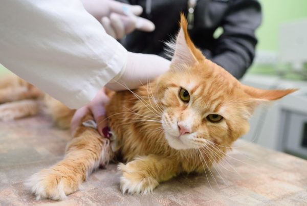 Image shows a ginger tabby cat being examined by a veterinarian wearing a white coat. This represents that our vet-authored content is always written by qualified and experienced vets