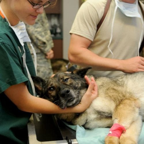 vet holds head of dog lying on surgical table