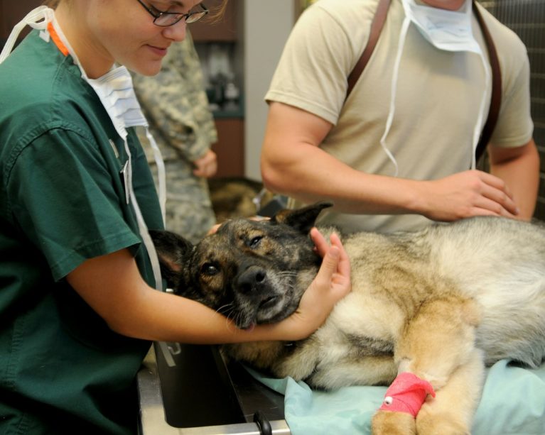 vet holds head of dog lying on surgical table