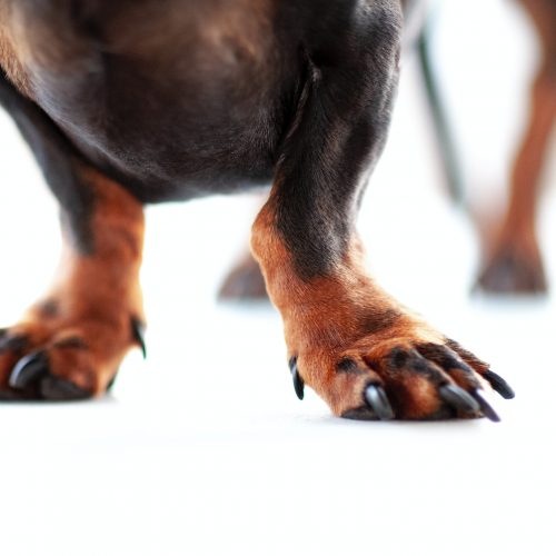 photograph of a dachshund with long black claws