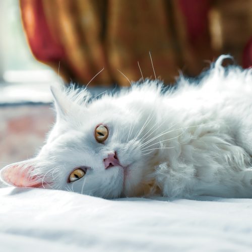 fluffy white cat lying on side and looking at camera