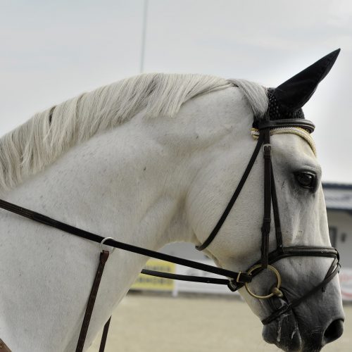 grey horse with bridle at equine event