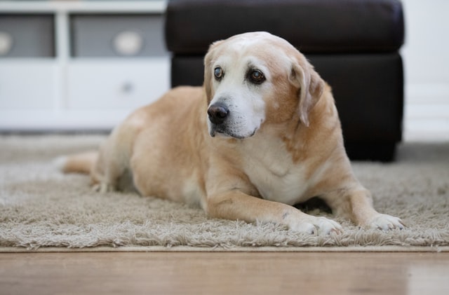 Dog Strokes: An SEO-led dog disease explainer article