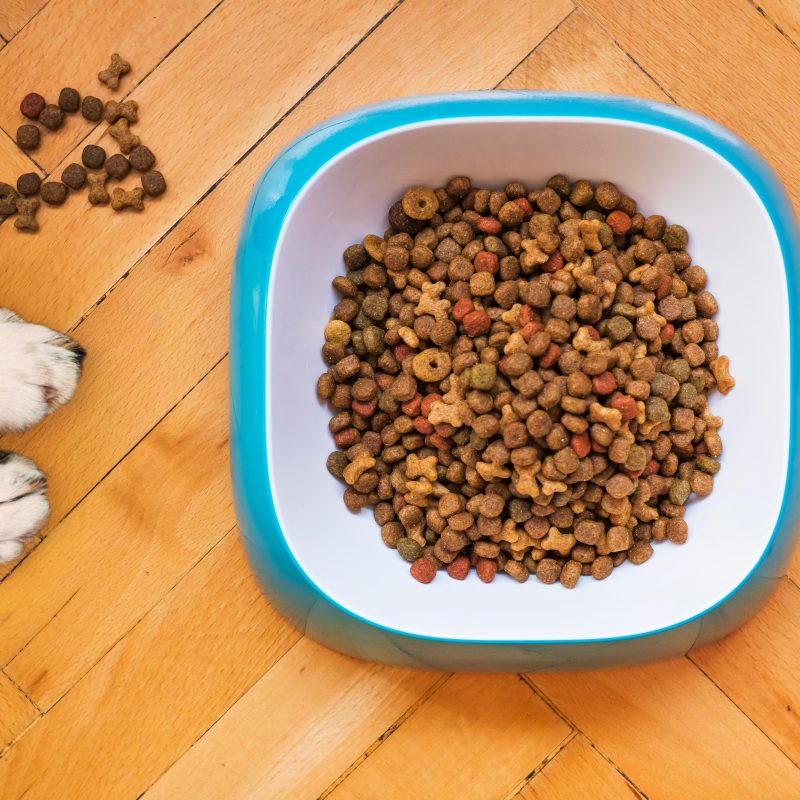 Bowl of dog food - choosing the right dog food