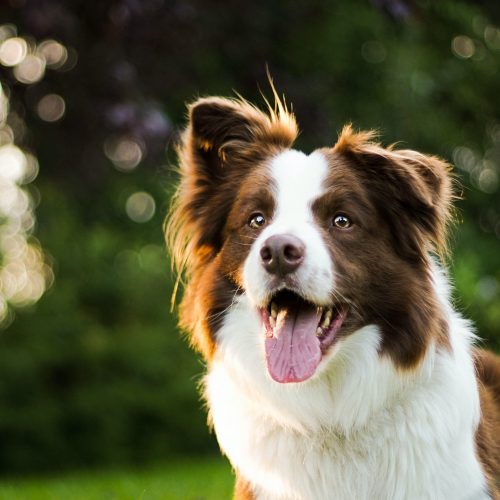 A red and white collie, one of the breeds prone to MDR 1 gene mutation