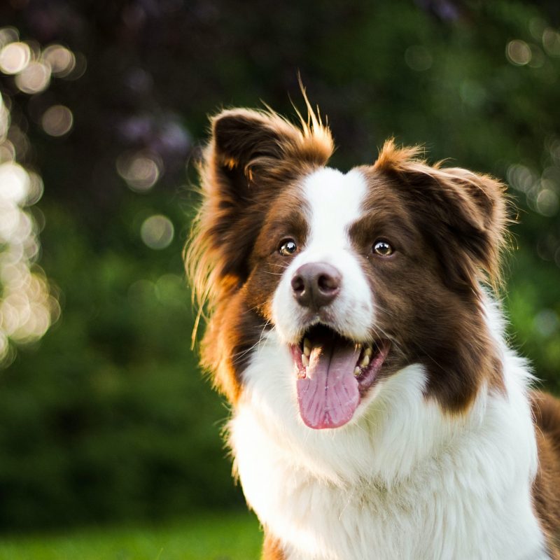 A red and white collie, one of the breeds prone to MDR 1 gene mutation