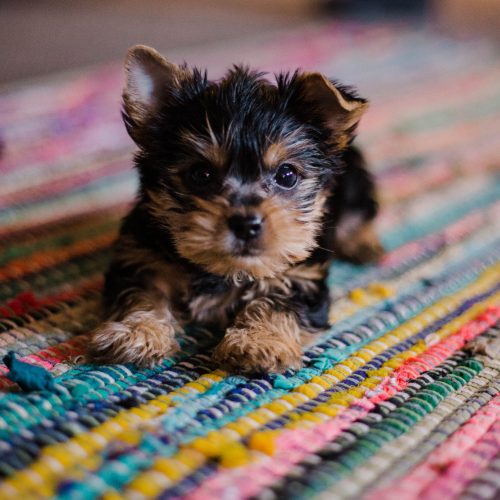 puppy sitting on a woven rug