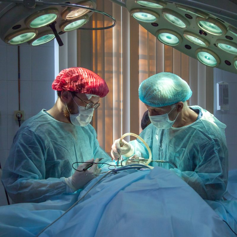 two surgeons operating neutering a pet