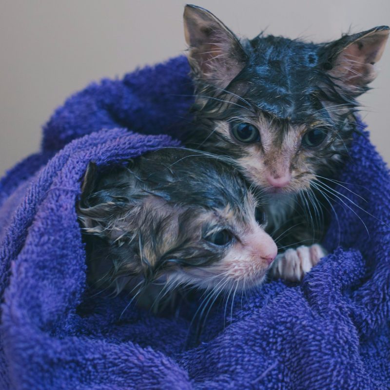 two wet kittens in a towel - how do you bathe a cat?
