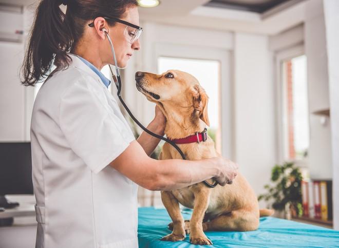 vet-in-white-tunic-examining-dog-with-stethoscope