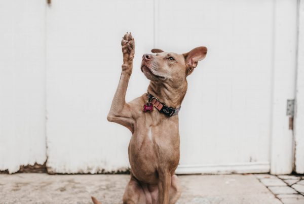 Photo shows a dog with his right paw in the air, to represent a dog content writer helping a company reach their marketing goals