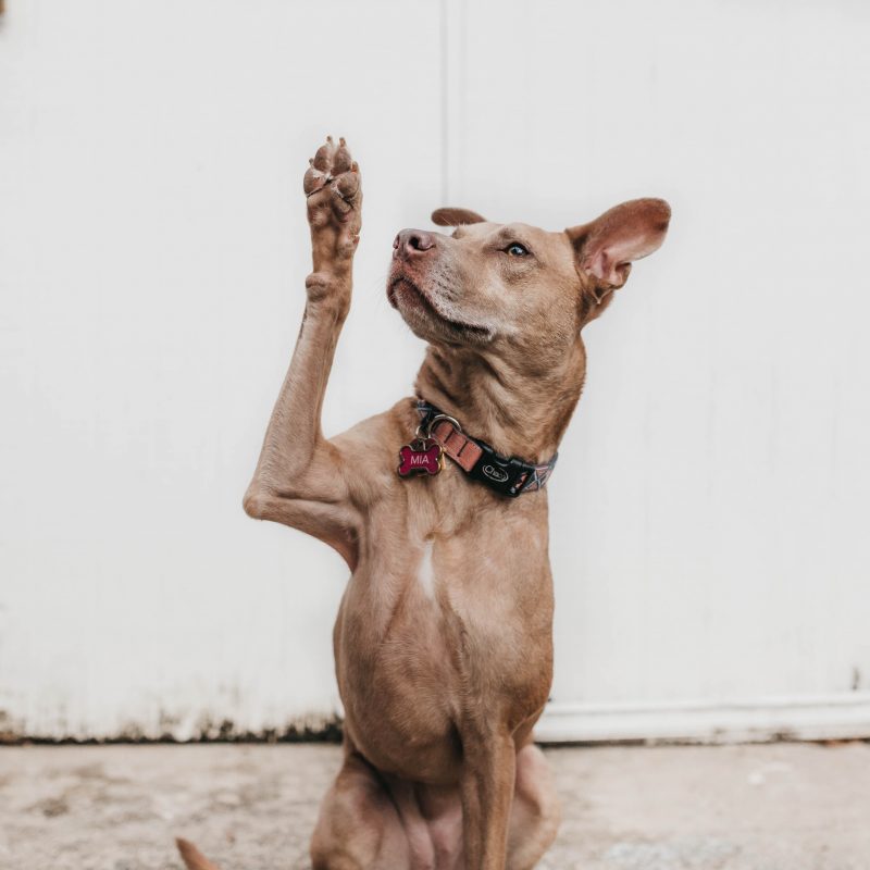 Photo shows a dog with his right paw in the air, to represent a dog content writer helping a company reach their marketing goals
