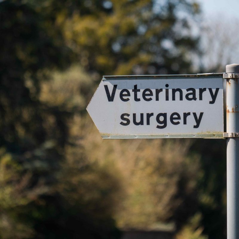 A sign reading 'veterinary surgery' pointing to the left, to depict how clients find veterinary practices without a vet practice blog