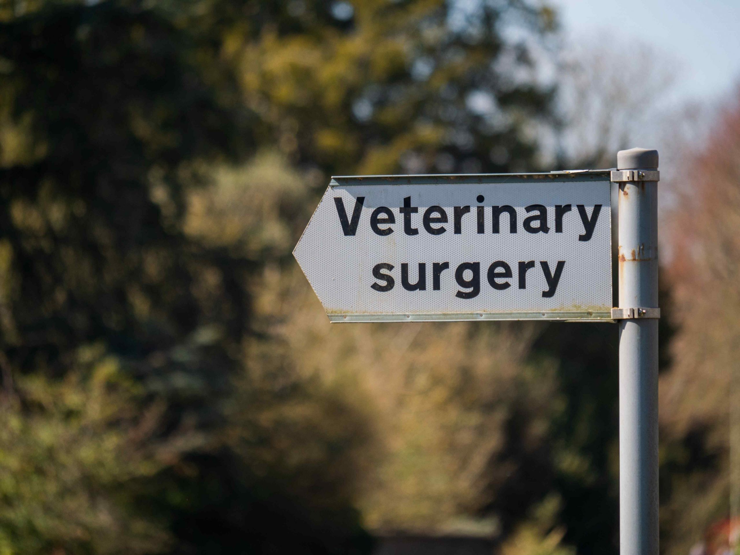 Benefits of a vet practice blog