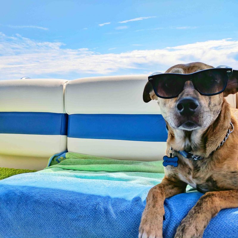 A dog with sunglasses on reclines outdoors. Summer pet owner education is important to preserve dog health