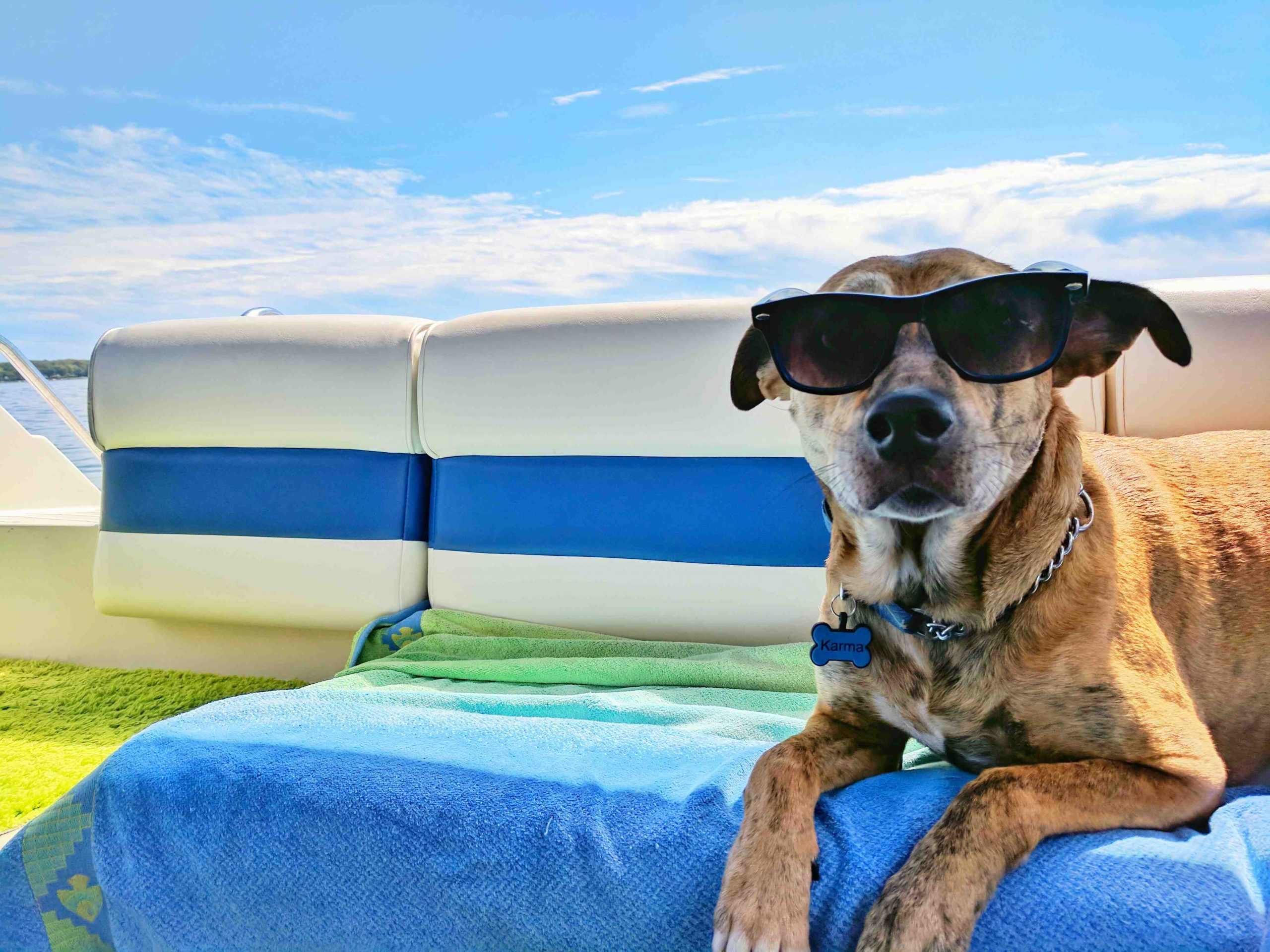 5 Summer Pet Owner Education Topic Ideas for Vet Practices