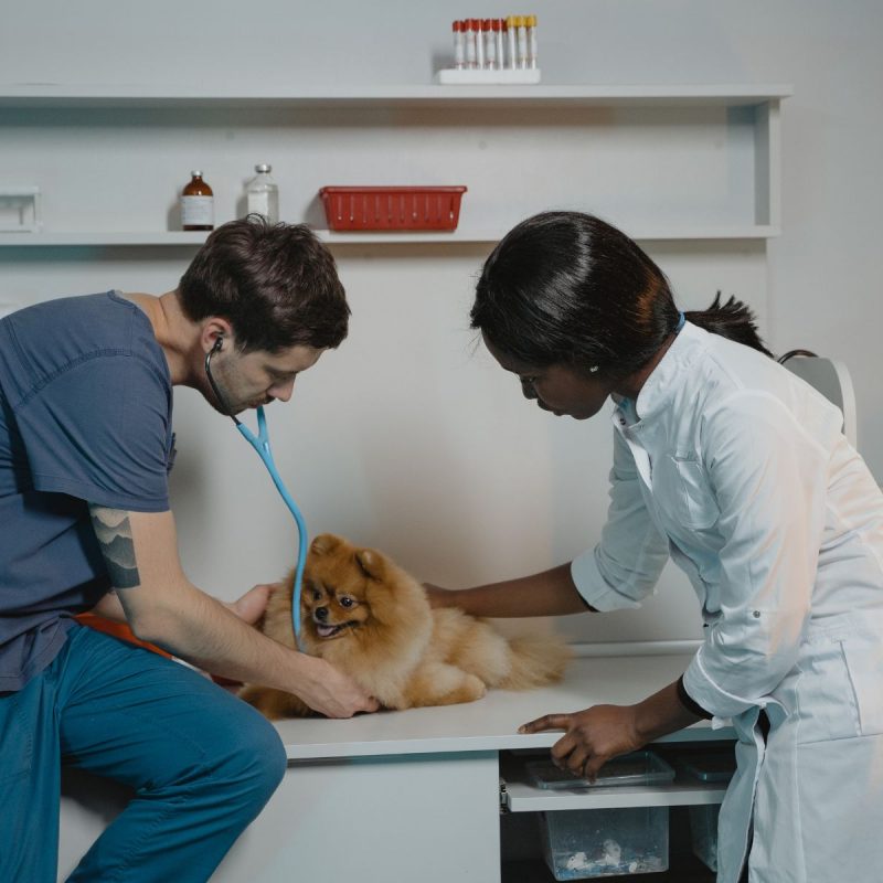 A veterinarian listens to the chest of a pomeranian at his veterinary business while his nurse reassures the dog