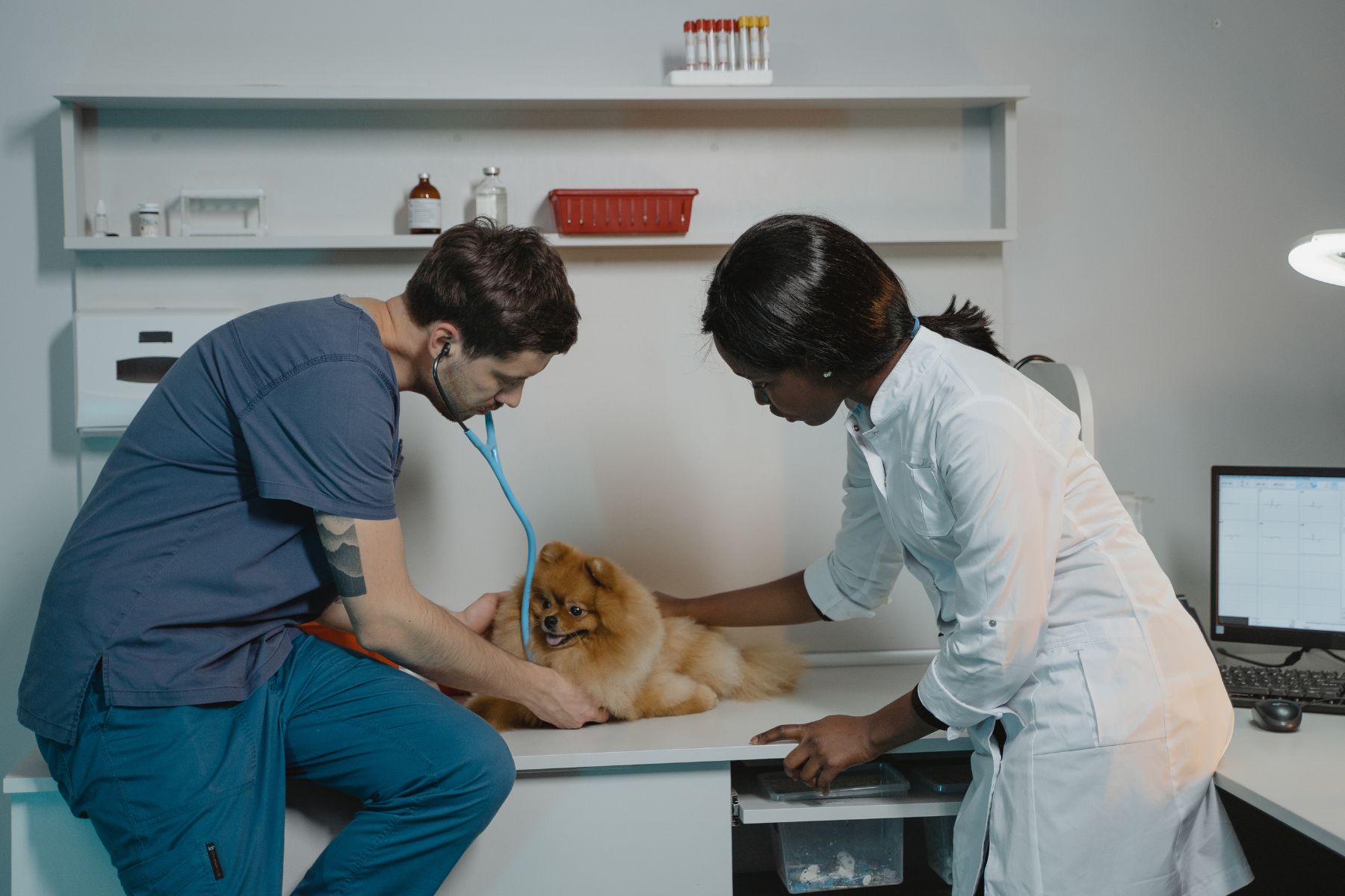 How to set up a new veterinary business