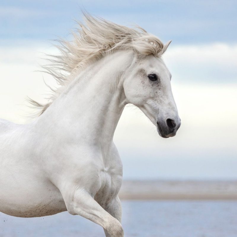 Horse running on the beach - an Equine industry writer is useful!