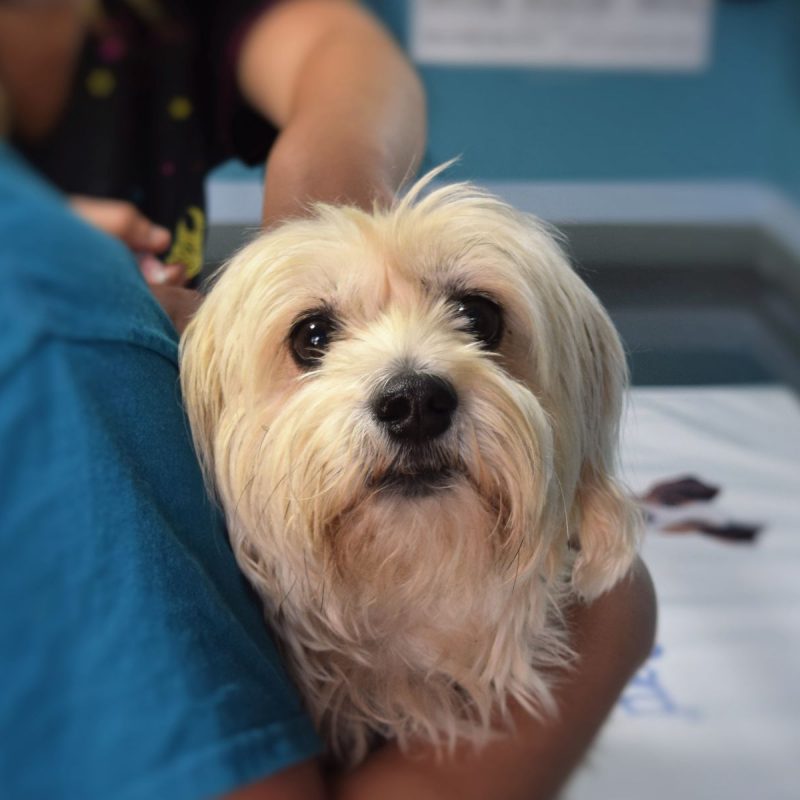 Featured image for 'veterinary content writing' - a white dog is being held by a vet.