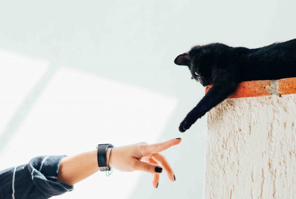 A cat touching a person's finger (what makes good vet blog content)