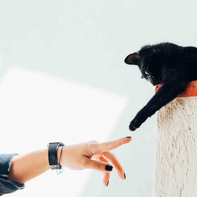 A cat touching a person's finger (what makes good vet blog content)