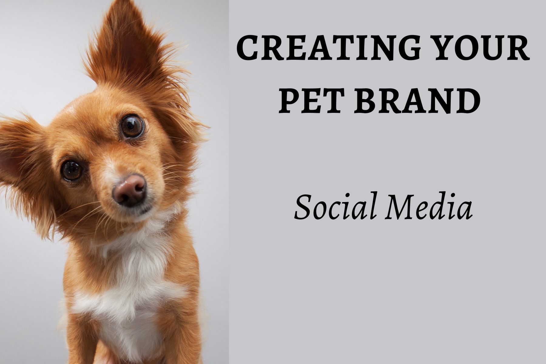 Creating your Pet Brand: Social Media