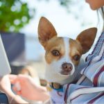 Woman reading vet-authored pet articles on her mobile with her chihuahua