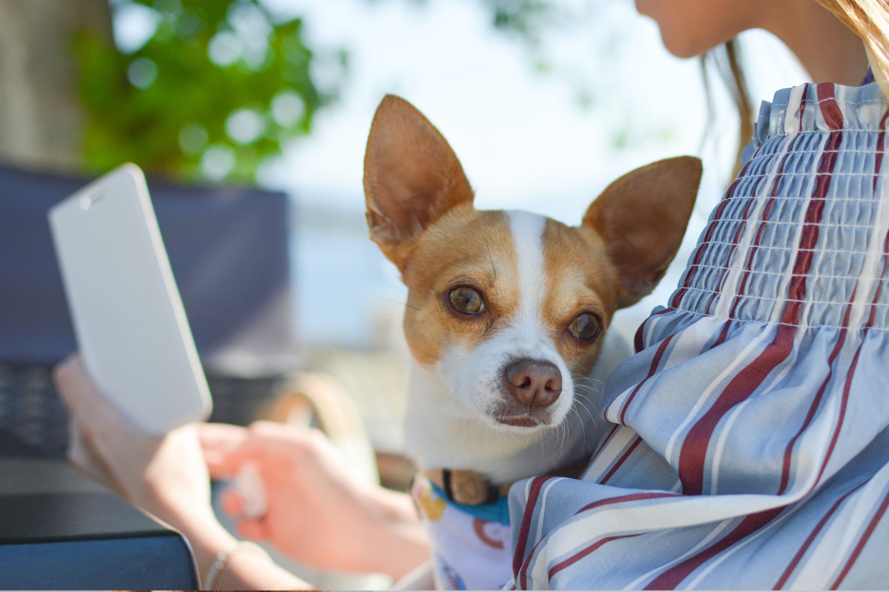Why vet-authored pet articles help to grow your business