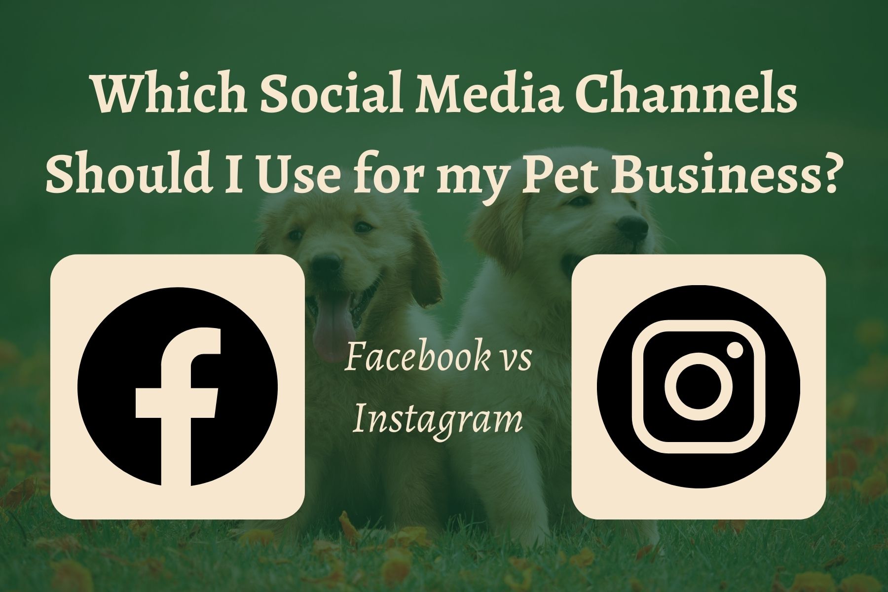 Facebook vs Insta – which social channel does my pet care business need?