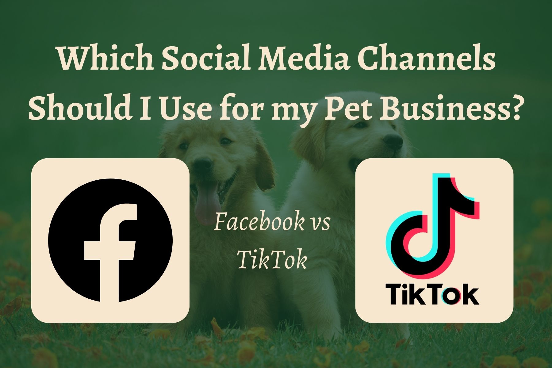 Facebook vs TikTok: Which Can I Use to Advertise my Pet Business?