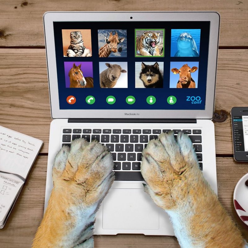 A cat uses a keyboard - not this type of pet writer!