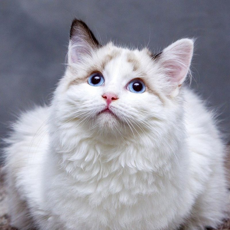 A beautiful white cat demonstrates the visual impact you can leverage in pet business marketing